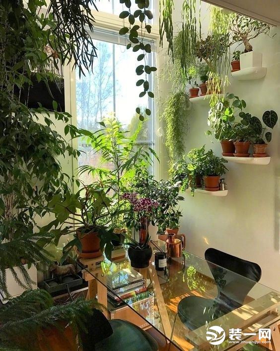 室内植物摆放效果图赏析 教你打造居室里的小森林!